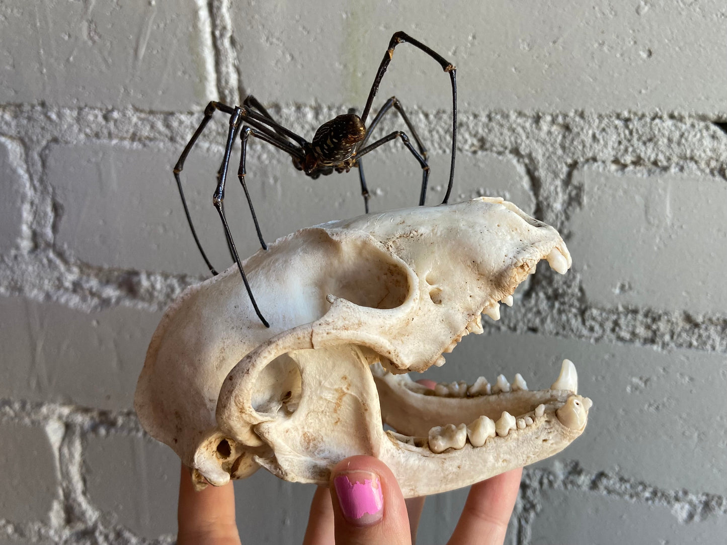 Raccoon Skull & Orb Weaver