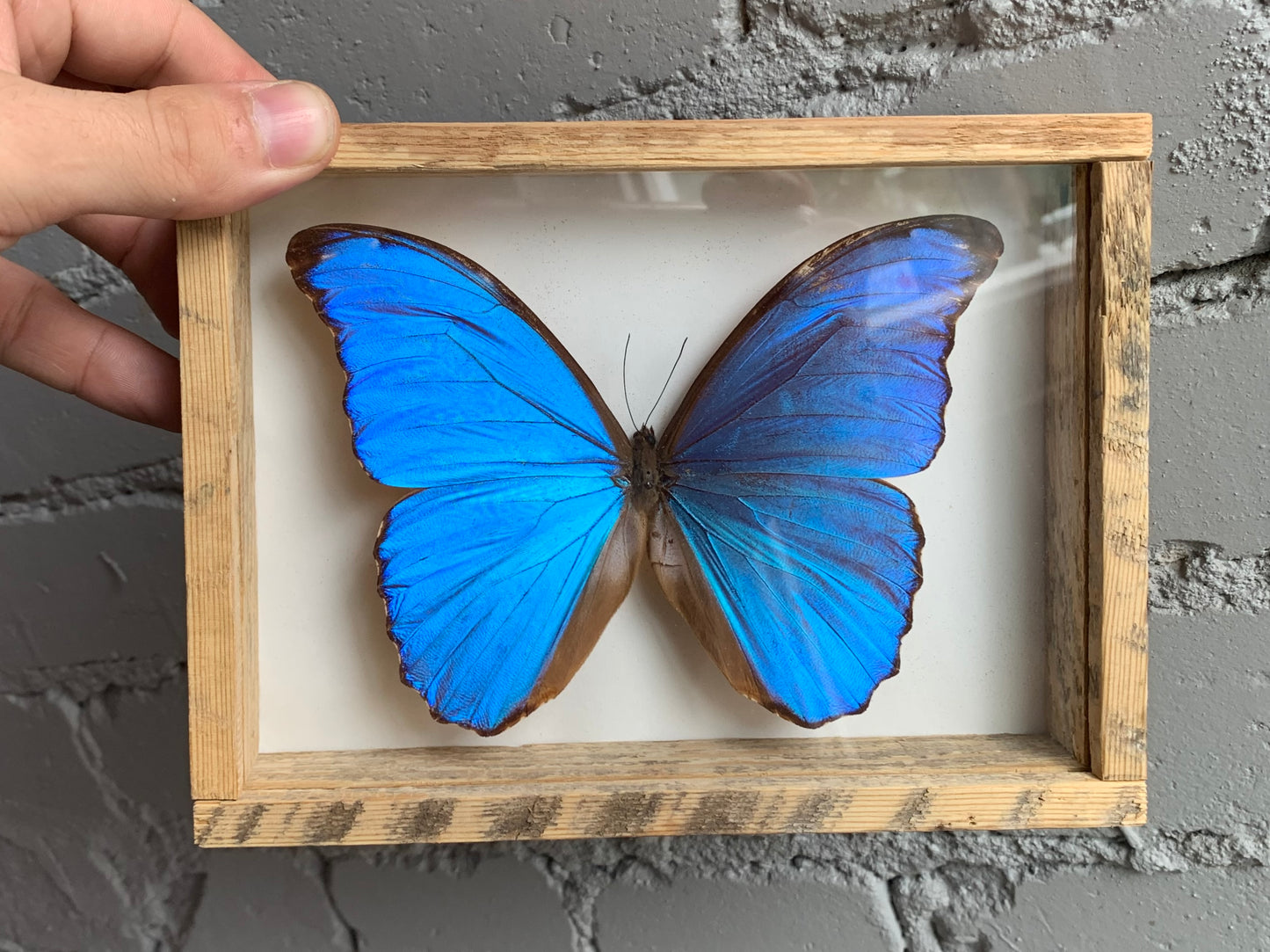 Framed Morpho Butterfly
