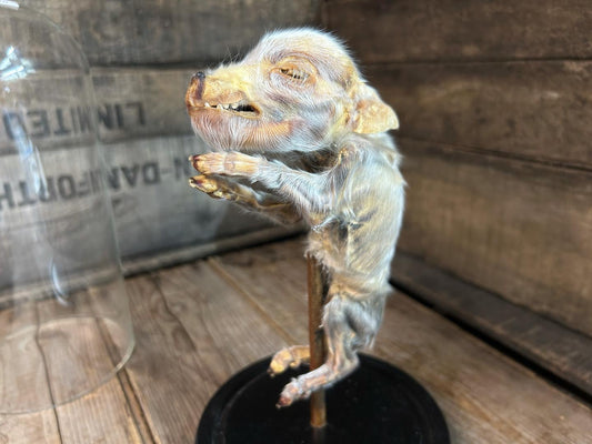 Mummified Piglet