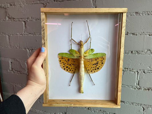 Framed Stick Insect