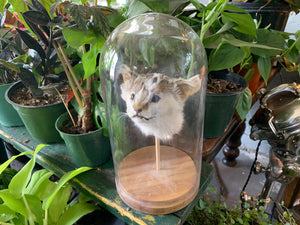 Cat Head in Bell Jar
