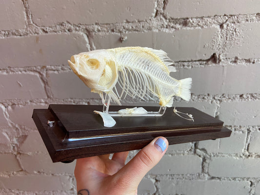 Fish Skeleton