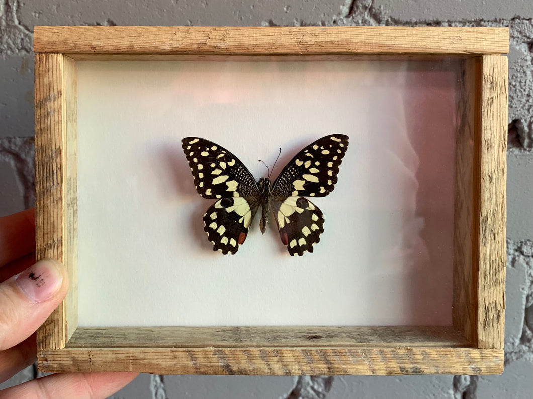 Framed Lime Swallowtail
