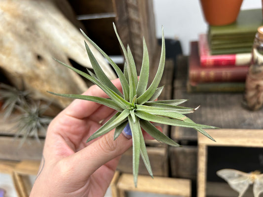 Tillandsia harrisii