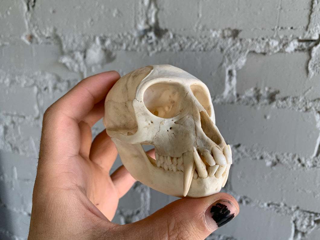 Vervet Monkey Skull (Adult)