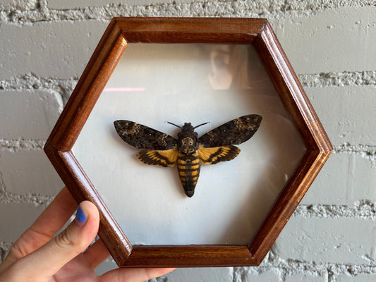 Framed Death’s-Head Hawkmoth