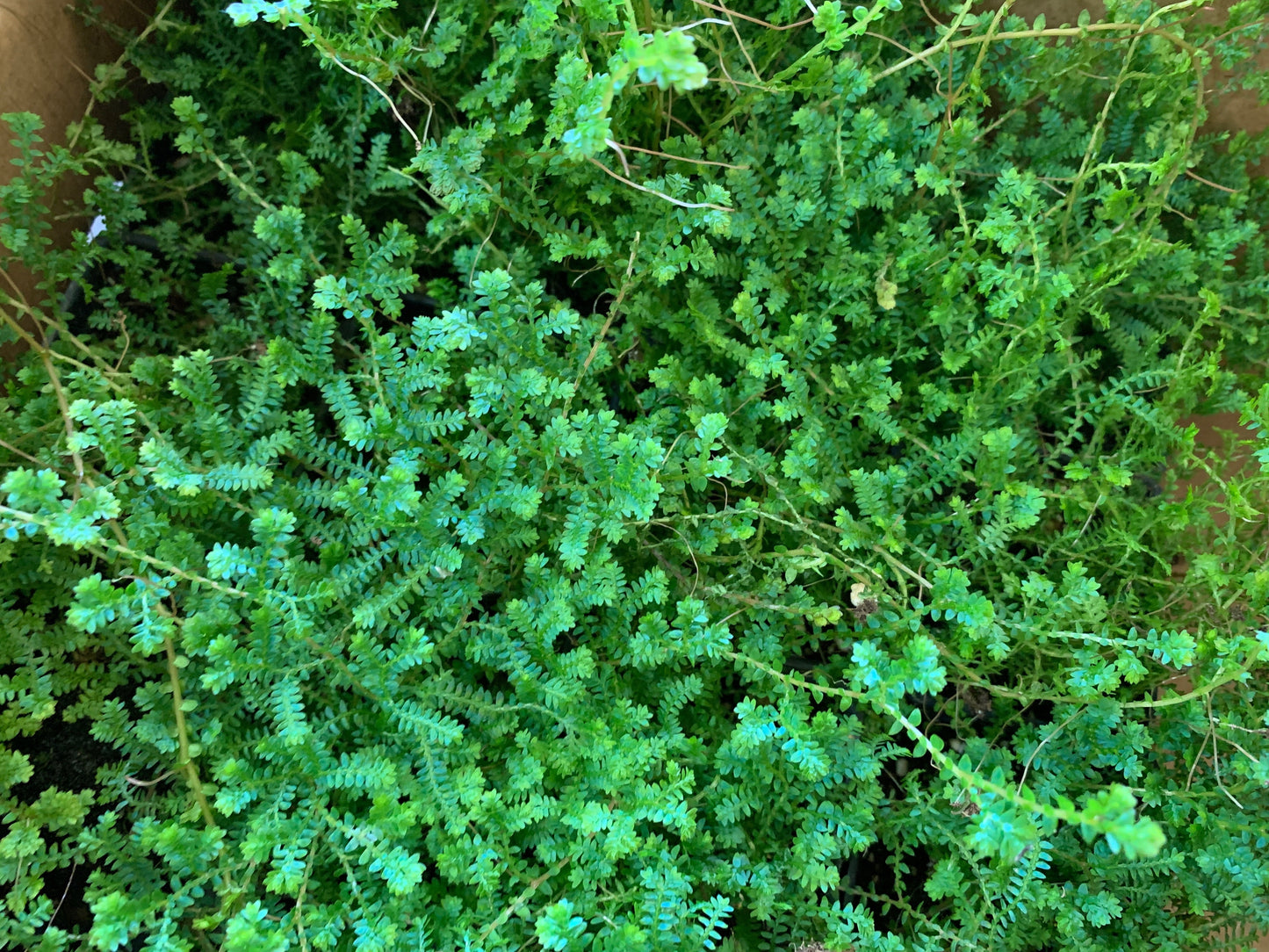 Selaginella uncinata