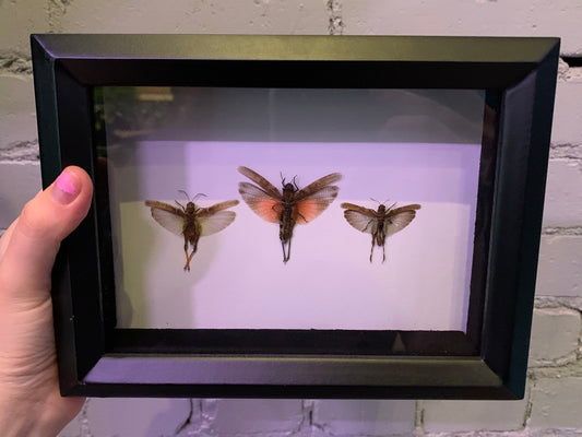 Framed Grasshoppers