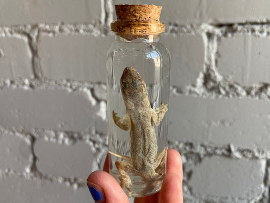 House Gecko Wet Specimen