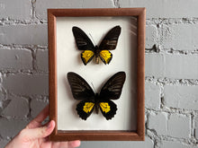Framed Common Birdwing Butterflies