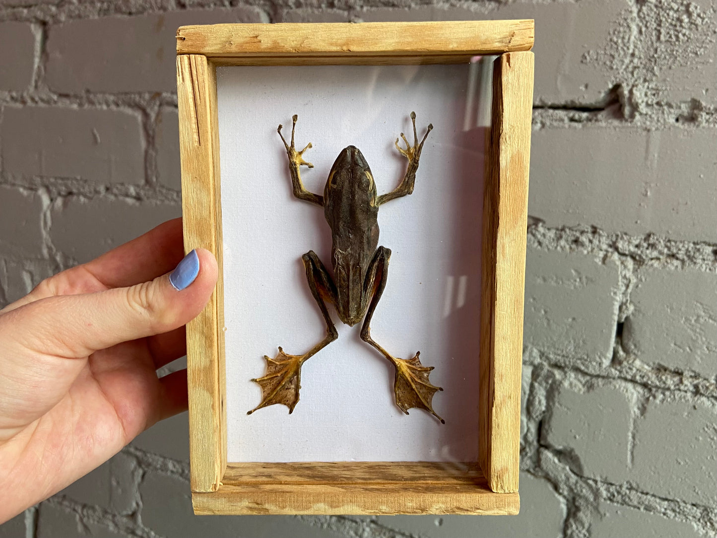 Framed Flying Frog