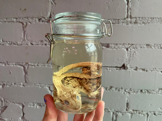 Crested Gecko Wet Specimen