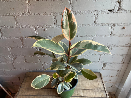 Ficus tineke 8”
