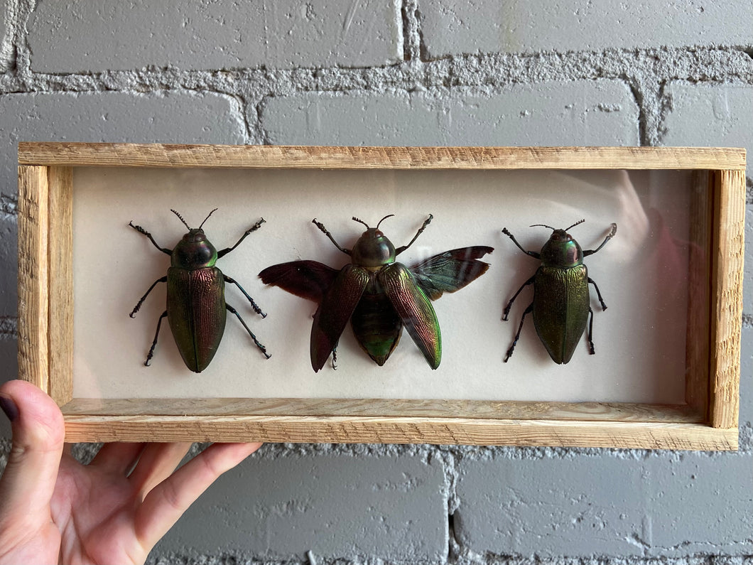 Framed Metallic Beetles
