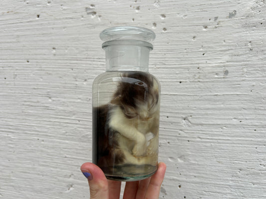 Fetal Persian Cat Wet Specimen
