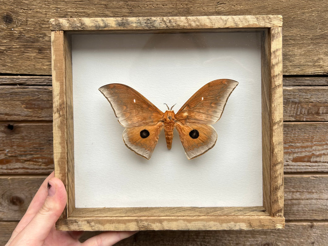 Framed African Silk Moth
