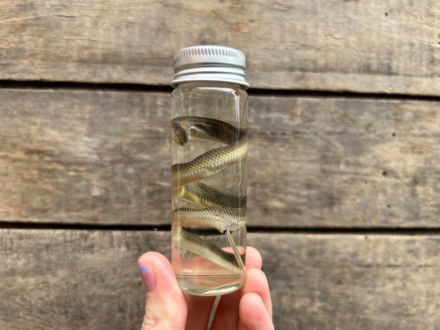 Snake Wet Specimen