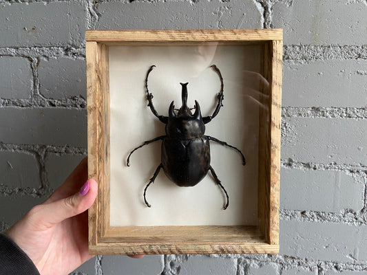 Framed Actaeon Beetle