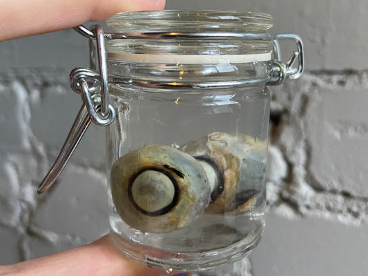 Eyeball Wet Specimen