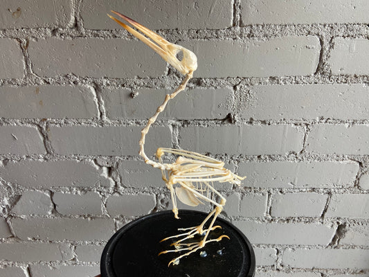 Javan Pond Heron Skeleton