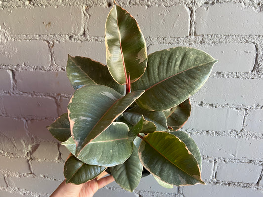 Ficus tineke 6"