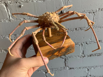 Preserved Spider Crab