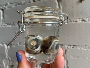 Eyeball Wet Specimen
