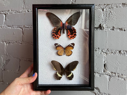 Framed Butterflies