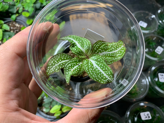 Sonerila sp. ‘White Spot’