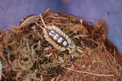 Porcellio expansus ‘Orange’