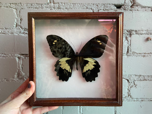 Framed Butterfly