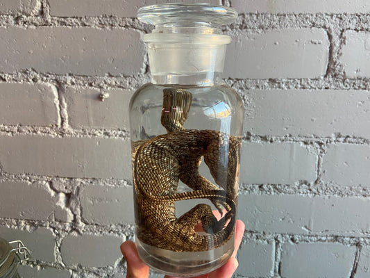 Savannah Monitor Wet Specimen