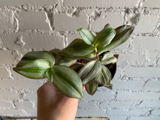 Tradescantia Zebrina 3.5"