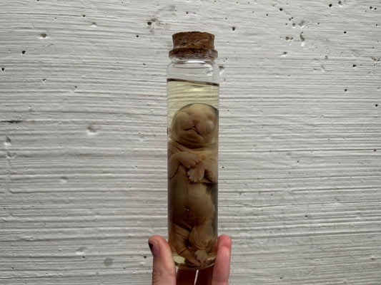 Fetal Persian Cat Wet Specimen