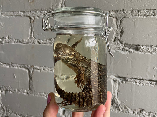 Spiny Tailed Iguana Wet Specimen