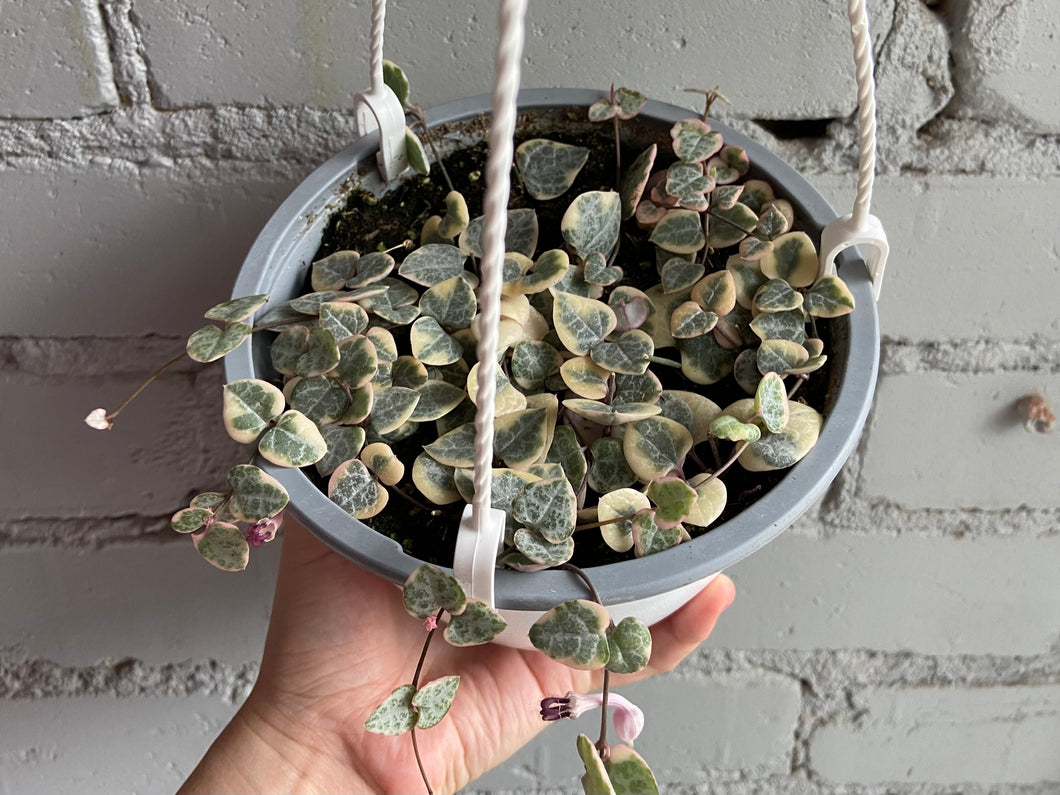 String of Hearts Variegated 6”