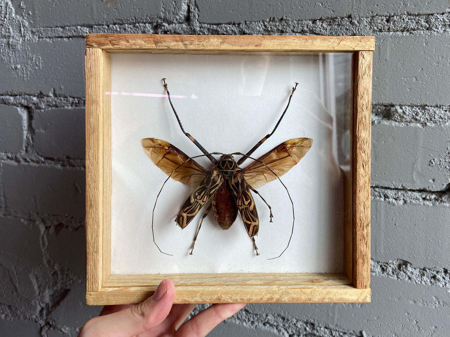 Framed Harlequin Beetle