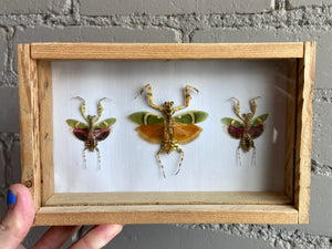 Framed Flower Mantises