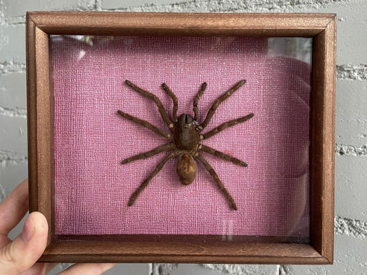 Framed Tarantula