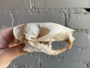 Porcupine Skull