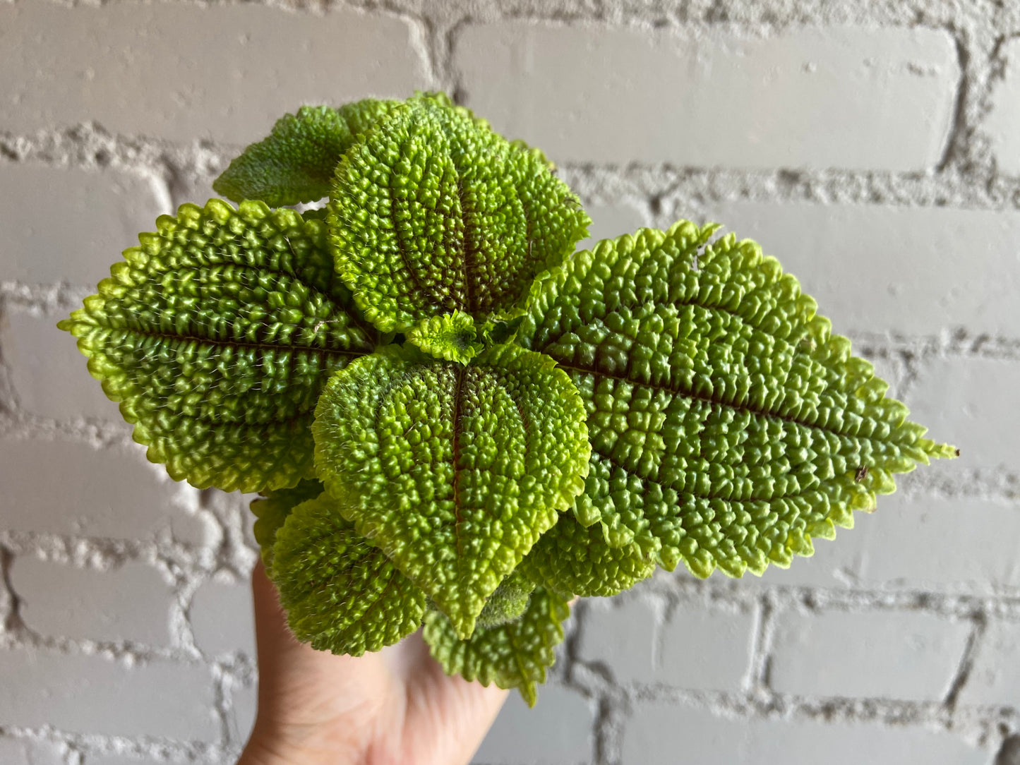 Pilea ‘Moon Valley’ 2”