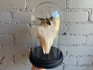 Bell Jar Display - Sheep Skull