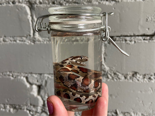 Corn Snake Wet Specimen