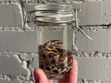 Corn Snake Wet Specimen