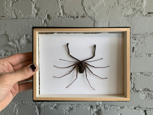 Mounted Tailless Whip Scorpion