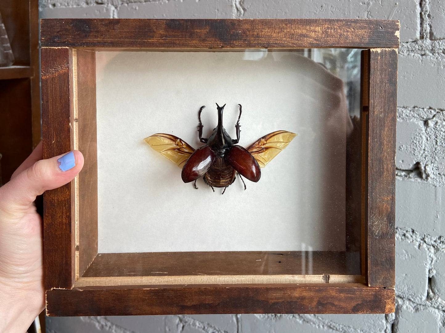 Framed Rhinoceros Beetle