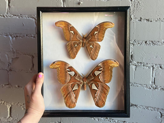 Framed Atlas Moths