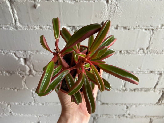 Peperomia 'Ruby Glow' 3.5"
