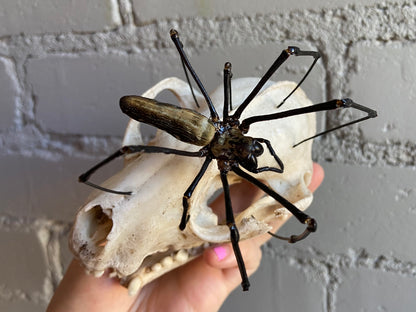 Raccoon Skull & Orb Weaver