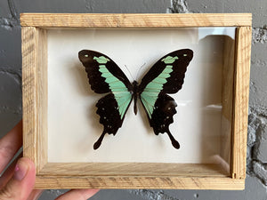 Framed Green Swallowtail